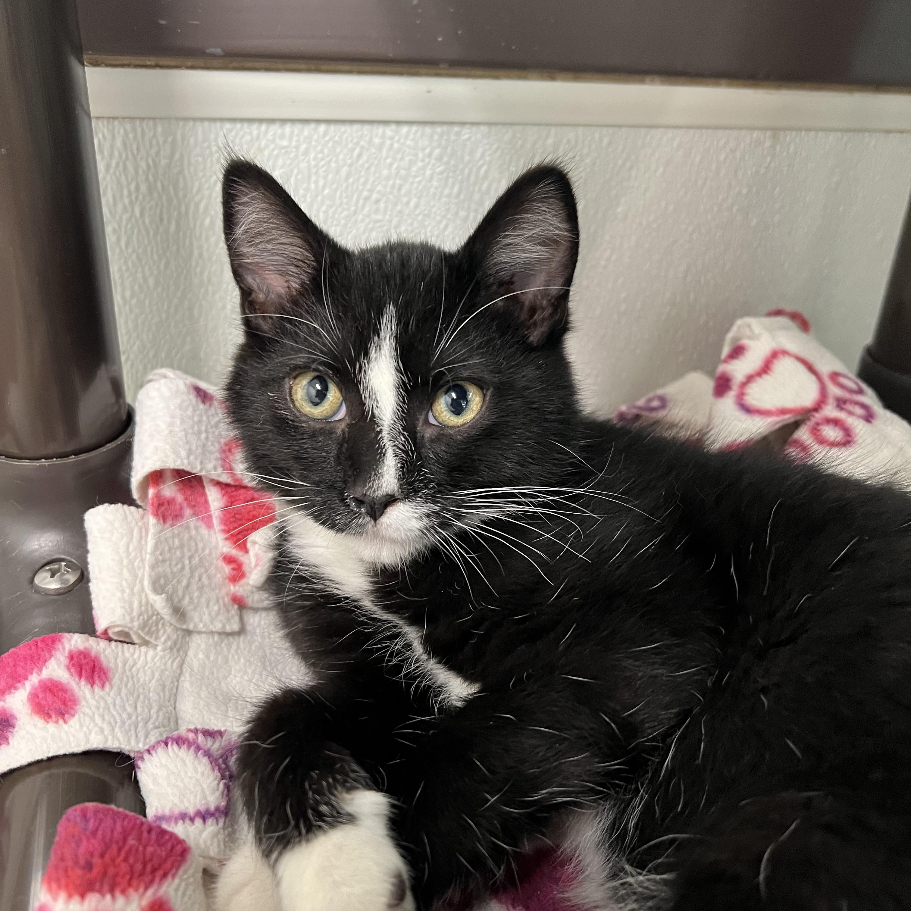 Enlarge Tempest, an adoptable Domestic Short Hair in Fairmont, MN image 5/5