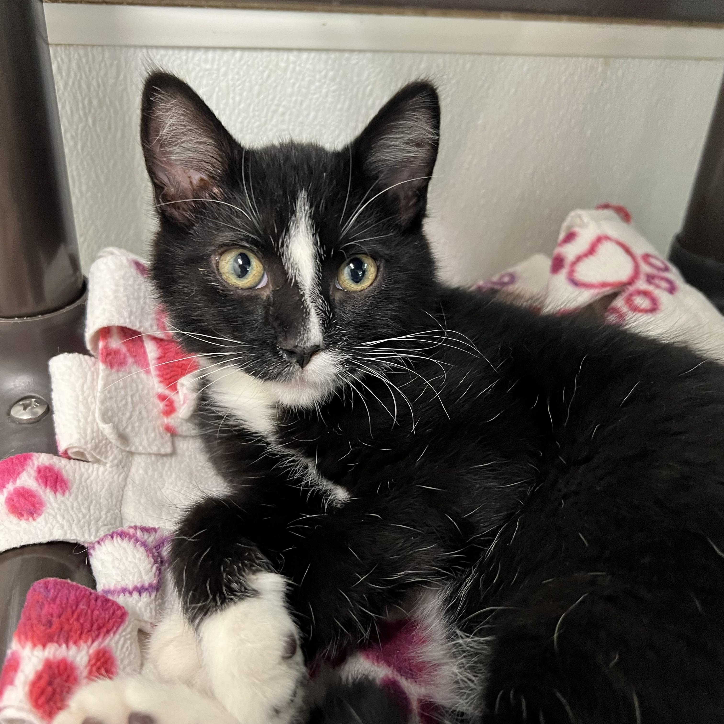 Enlarge Tempest, an adoptable Domestic Short Hair in Fairmont, MN image 3/5