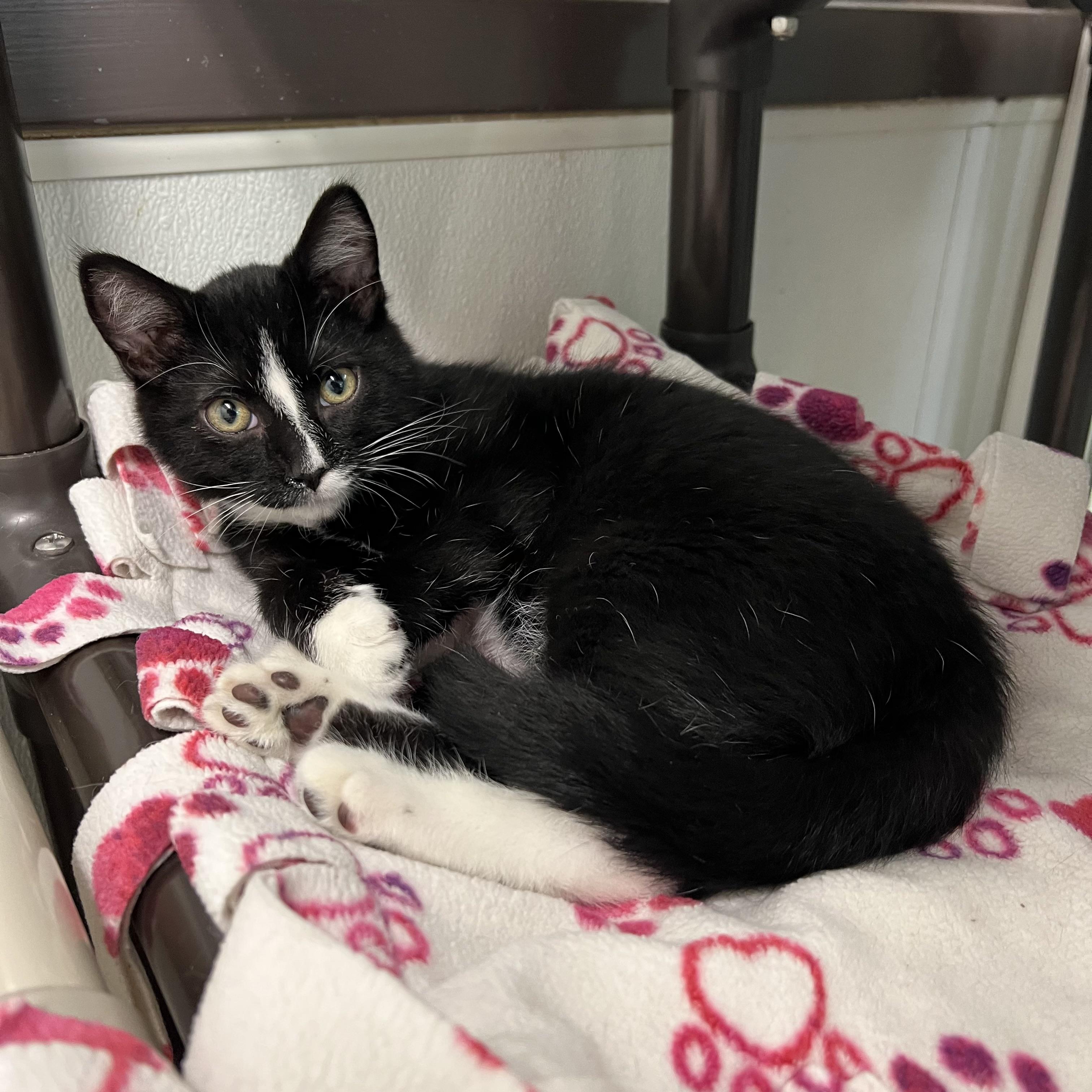 Enlarge Tempest, an adoptable Domestic Short Hair in Fairmont, MN image 2/5