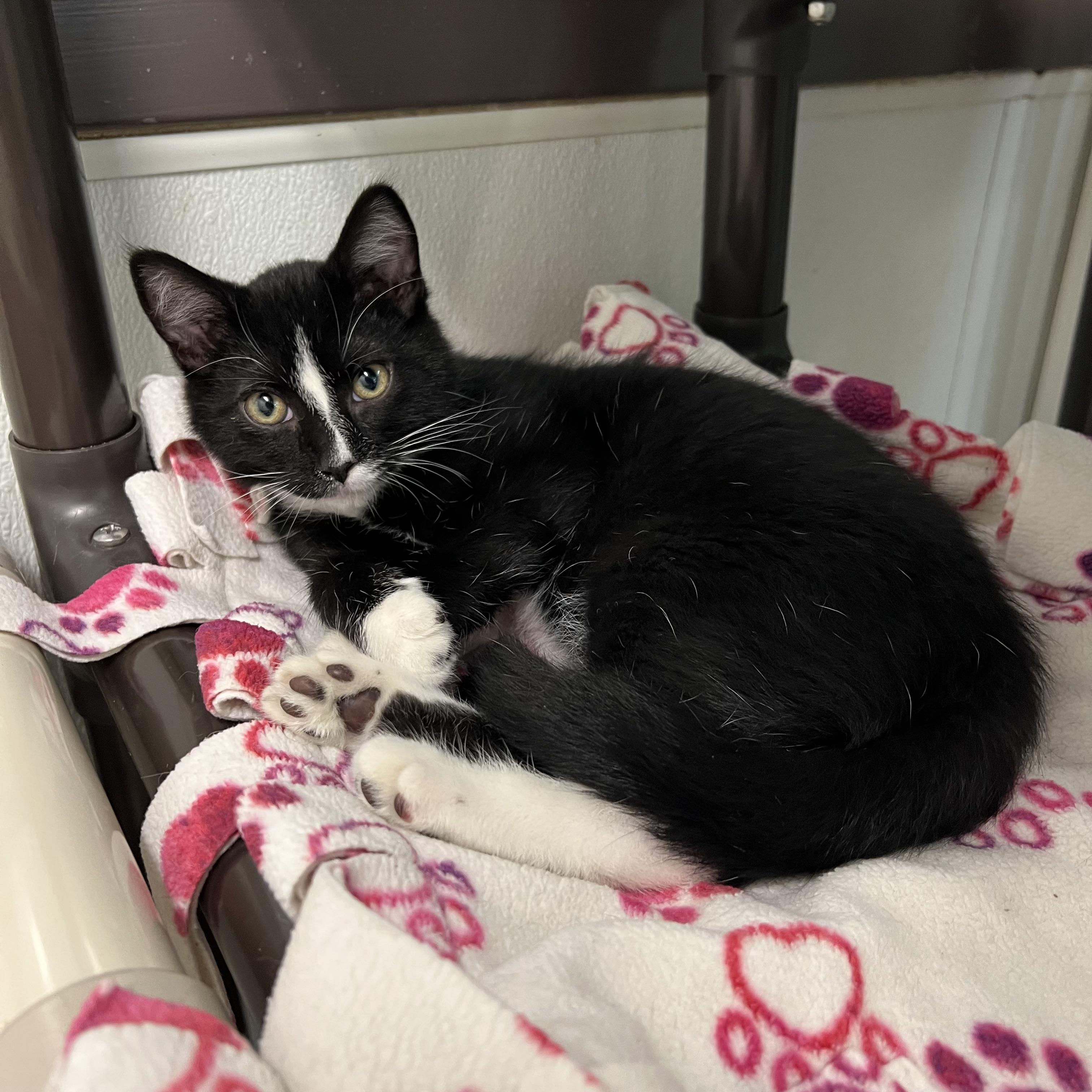 Enlarge Tempest, an adoptable Domestic Short Hair in Fairmont, MN image 4/5