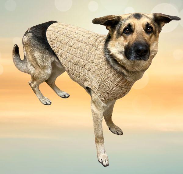 Enlarge Butters, a Adoptable mixed breed in Salem, OR image 1/1