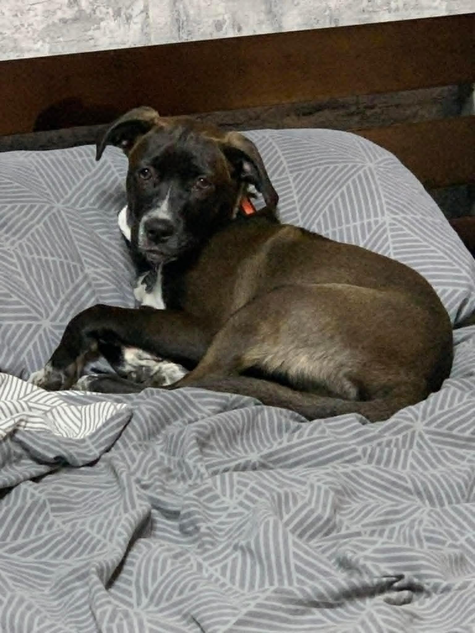 Lily, ADOPTABLE, Puppy Female Retriever.