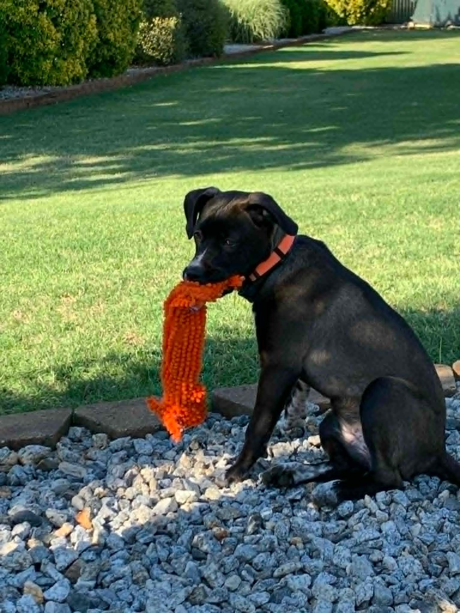 Lily, a ADOPTABLE mixed breed in Douglas, MA image 2/6