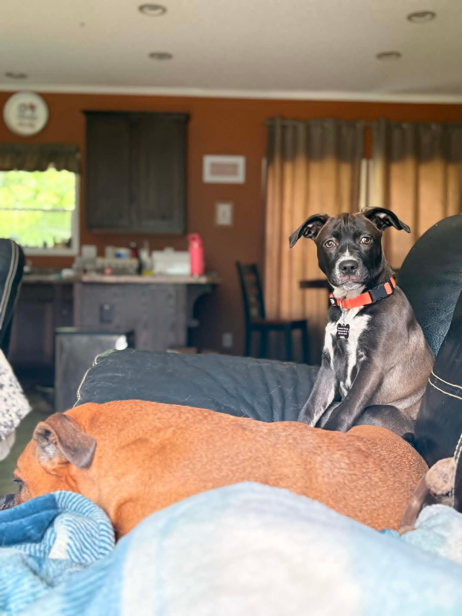 Lily, a ADOPTABLE mixed breed in Douglas, MA image 5/6