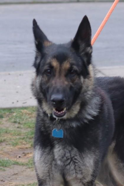 Arlo, Adoptable, Young Male Mixed Breed & Mixed Breed.