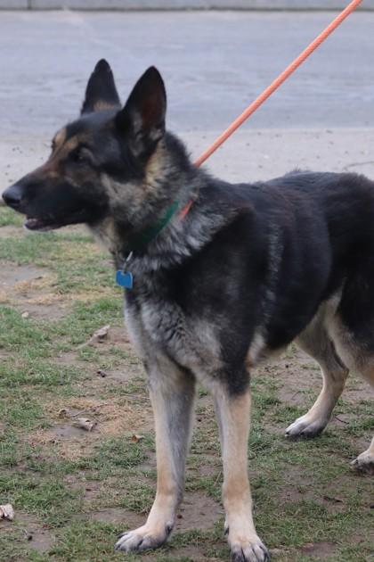 Enlarge Arlo, a Adoptable mixed breed in Walla Walla, WA image 3/3