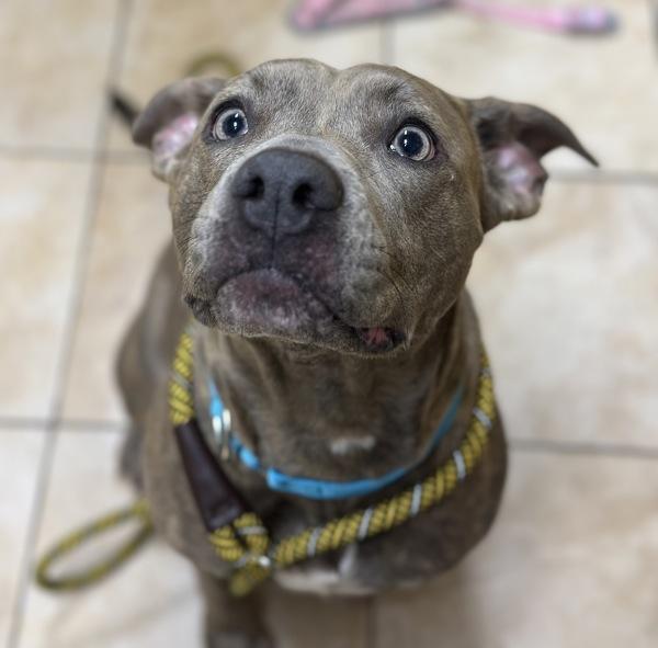 Diamond Girl, Adoptable, Adult Female Pit Bull Terrier.