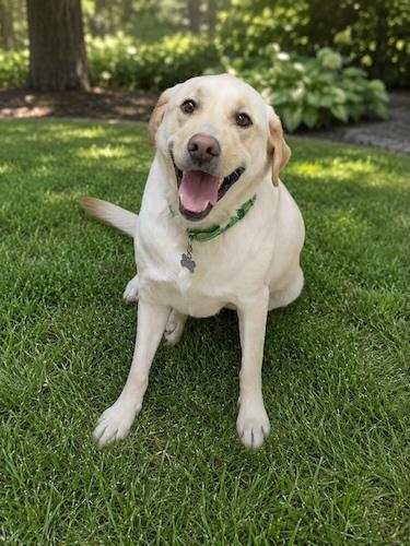 Enlarge Teddy 21, a ADOPTABLE mixed breed in Killingworth, CT image 1/3