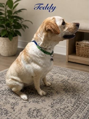Enlarge Teddy 21, a ADOPTABLE mixed breed in Killingworth, CT image 2/3