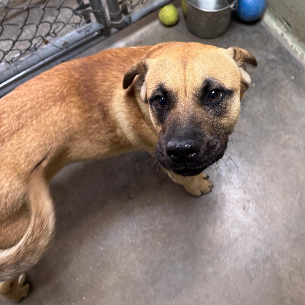 Bolivar*, Adoptable, Young Male Mixed Breed & Shepherd.