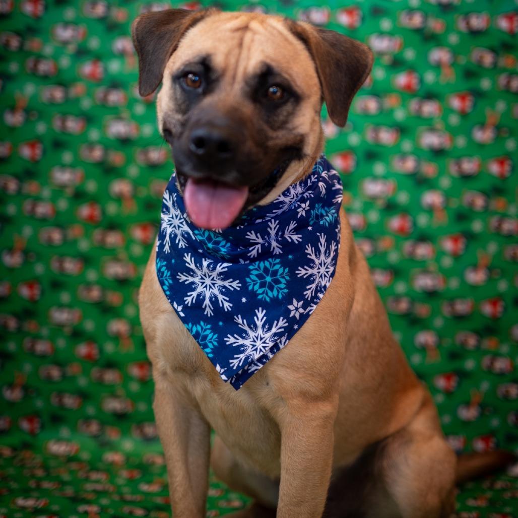 Enlarge Bolivar*, a Adoptable mixed breed in Eureka Springs, AR image 2/6