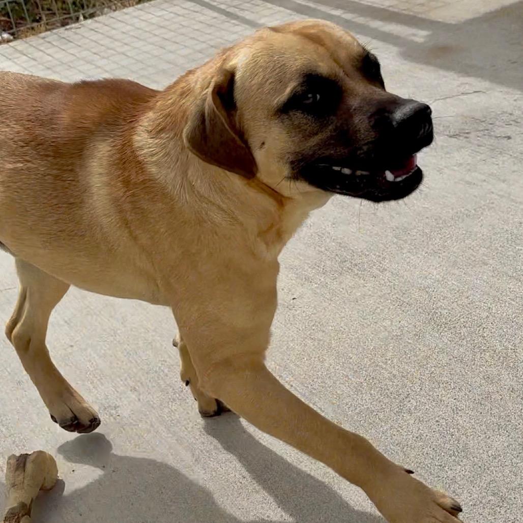 Enlarge Bolivar*, a Adoptable mixed breed in Eureka Springs, AR image 3/6