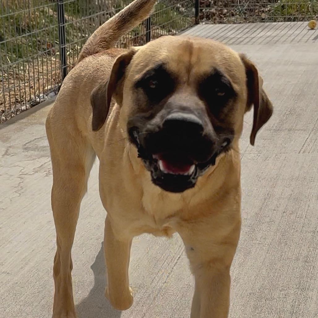 Enlarge Bolivar*, a Adoptable mixed breed in Eureka Springs, AR image 4/6