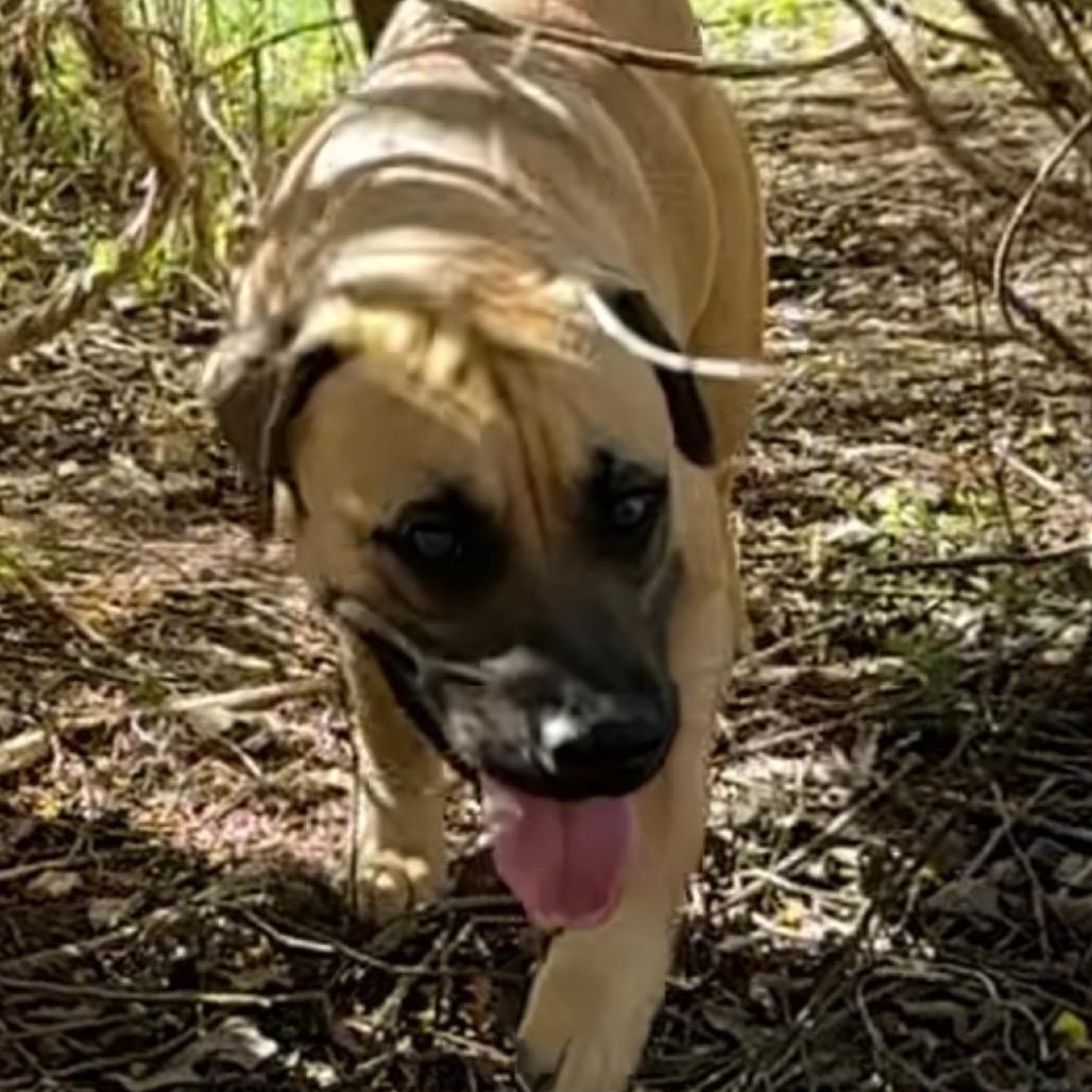 Enlarge Bolivar*, a Adoptable mixed breed in Eureka Springs, AR image 5/6