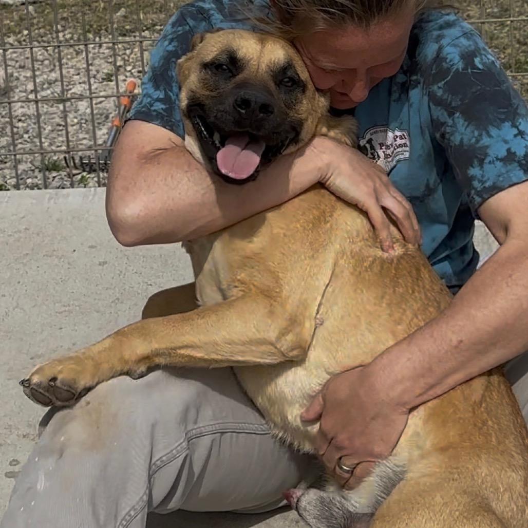 Enlarge Bolivar*, a Adoptable mixed breed in Eureka Springs, AR image 6/6