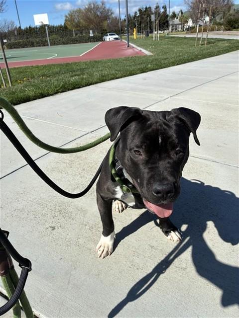 ACE, Adoptable, Young Male Pit Bull Terrier & Mixed Breed.