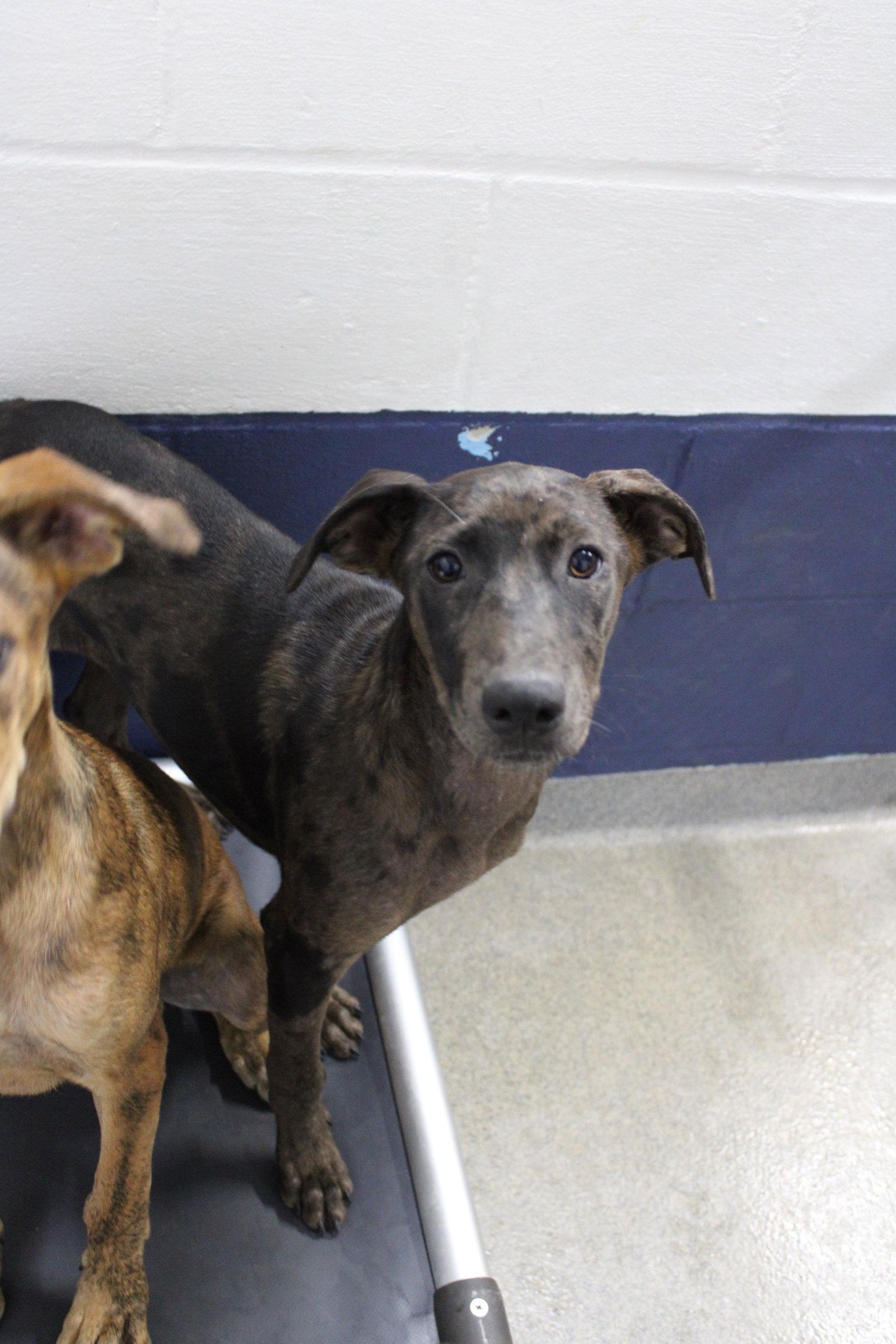 sushi 3 months, Adoptable, Young Female Catahoula Leopard Dog.