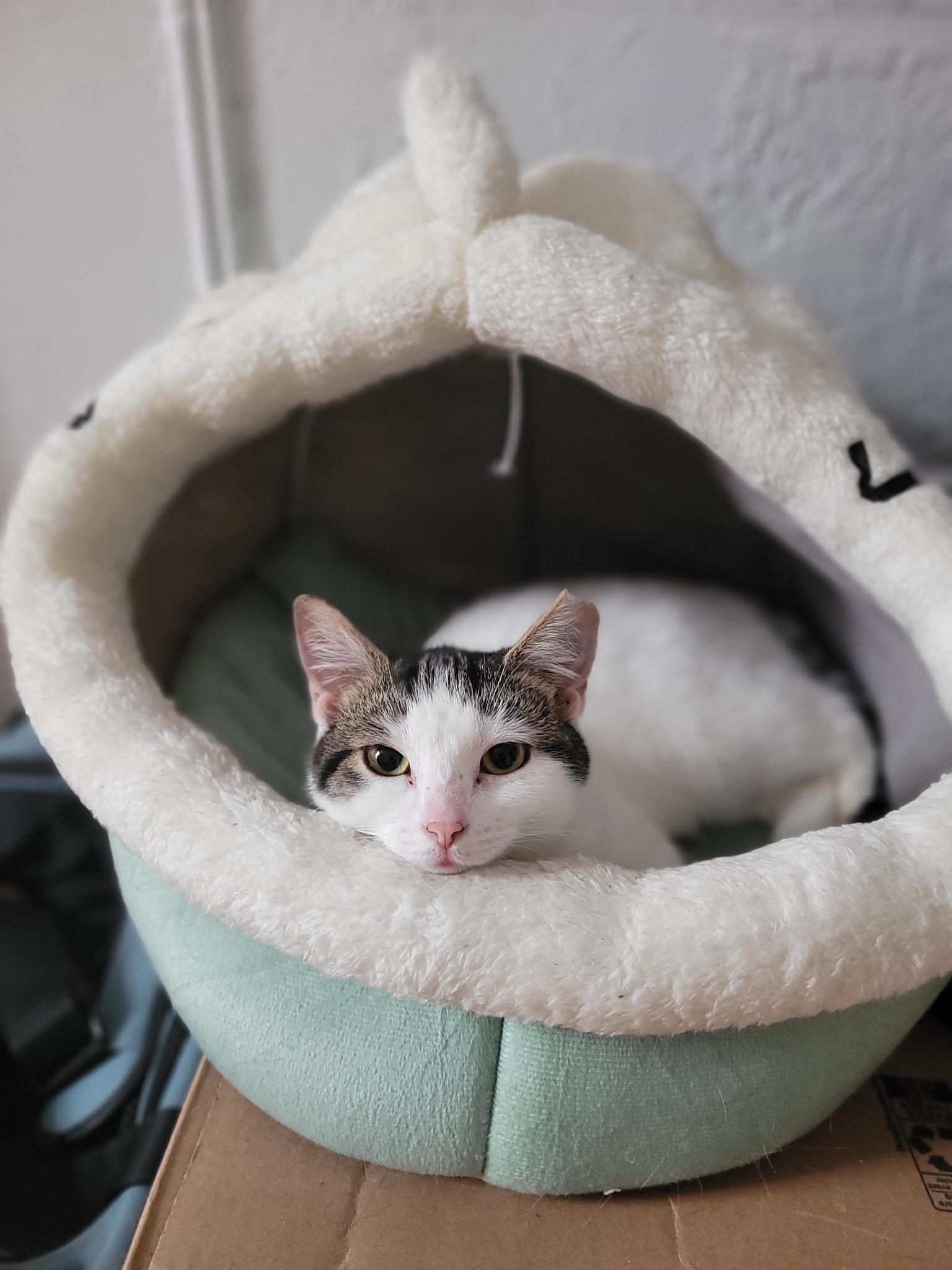 Enlarge Snowball, an adopted Domestic Short Hair in Montreal, QC image 4/6