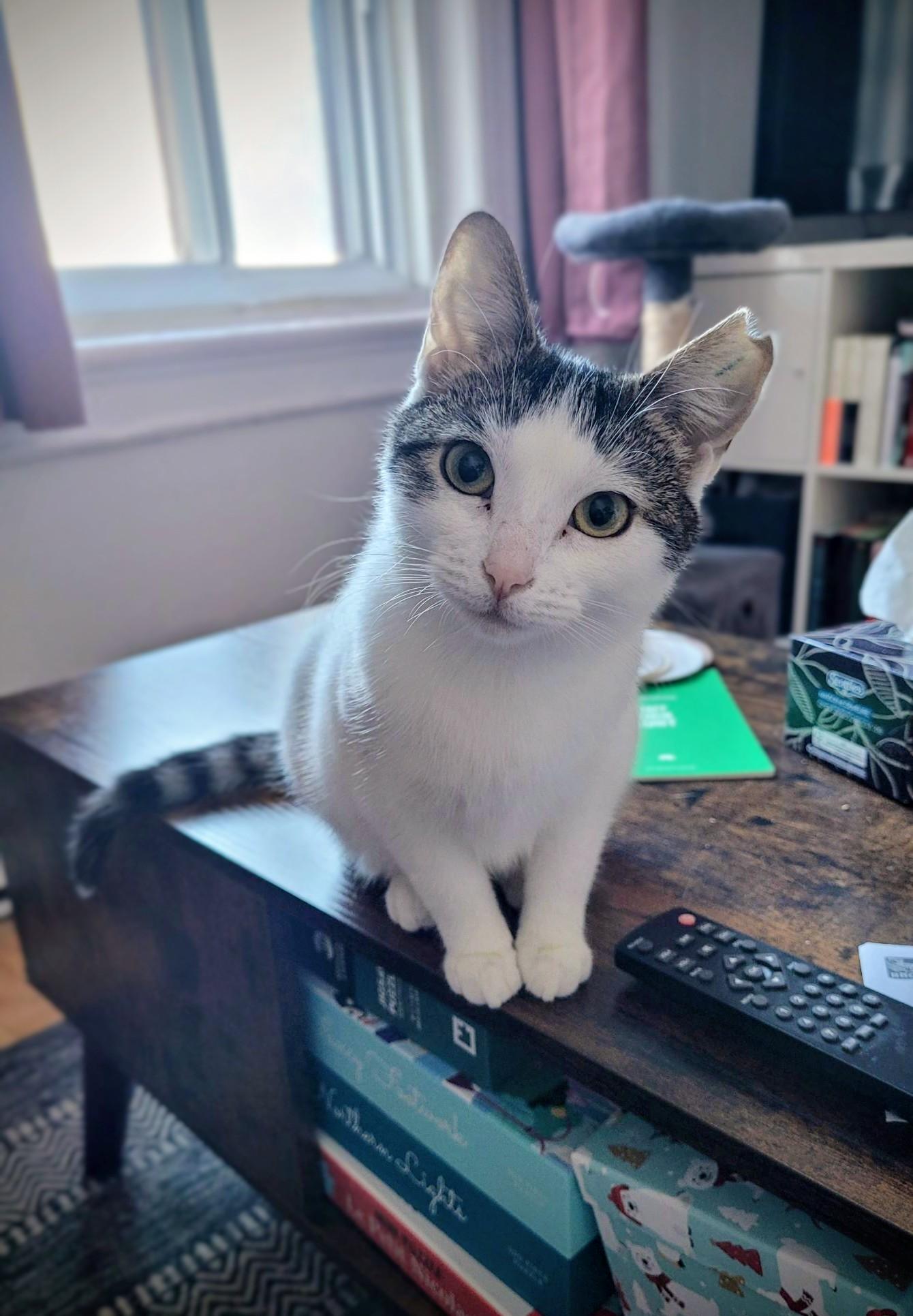 Enlarge Snowball, an adopted Domestic Short Hair in Montreal, QC image 6/6