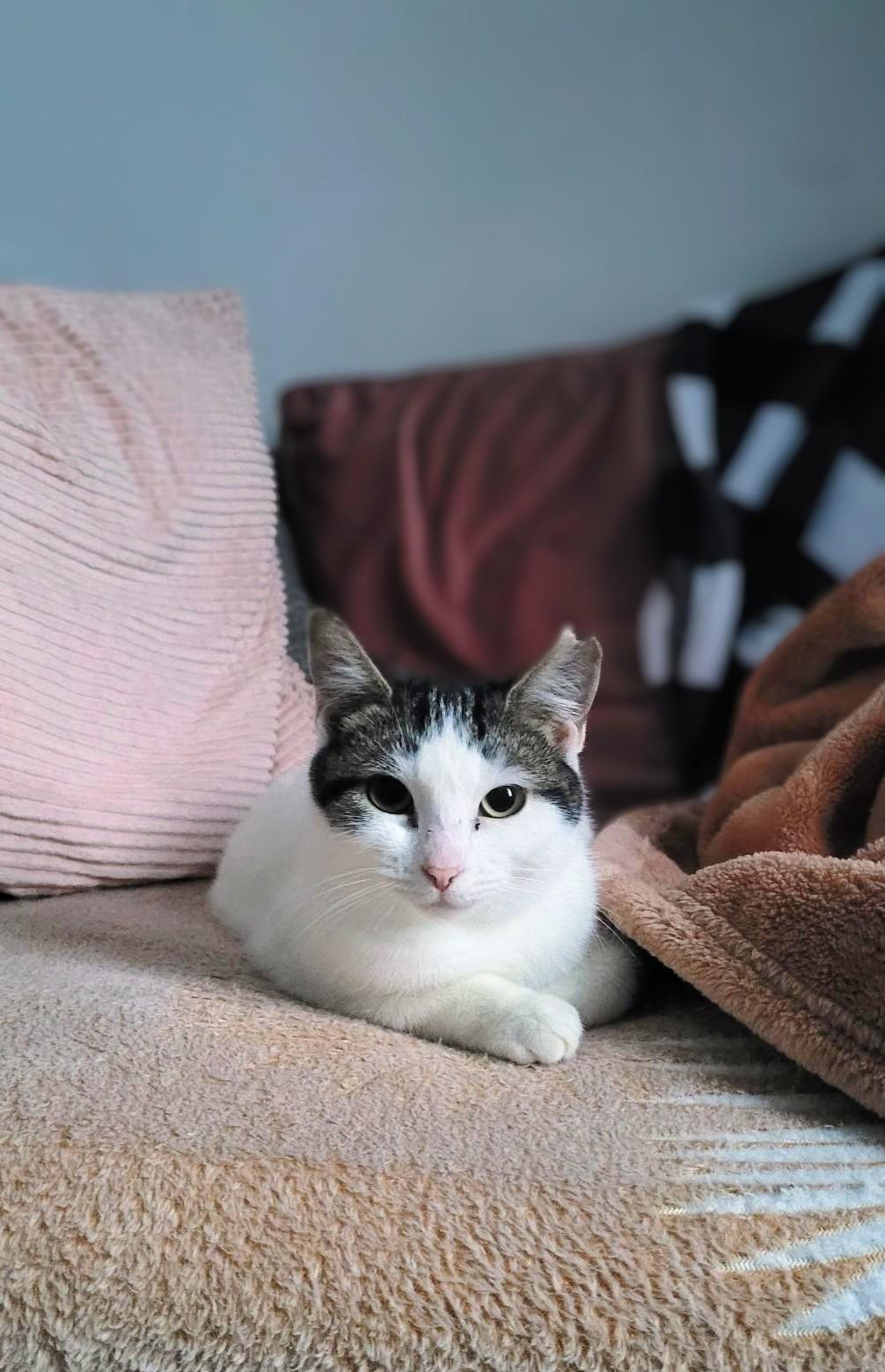 Enlarge Snowball, an adopted Domestic Short Hair in Montreal, QC image 3/6
