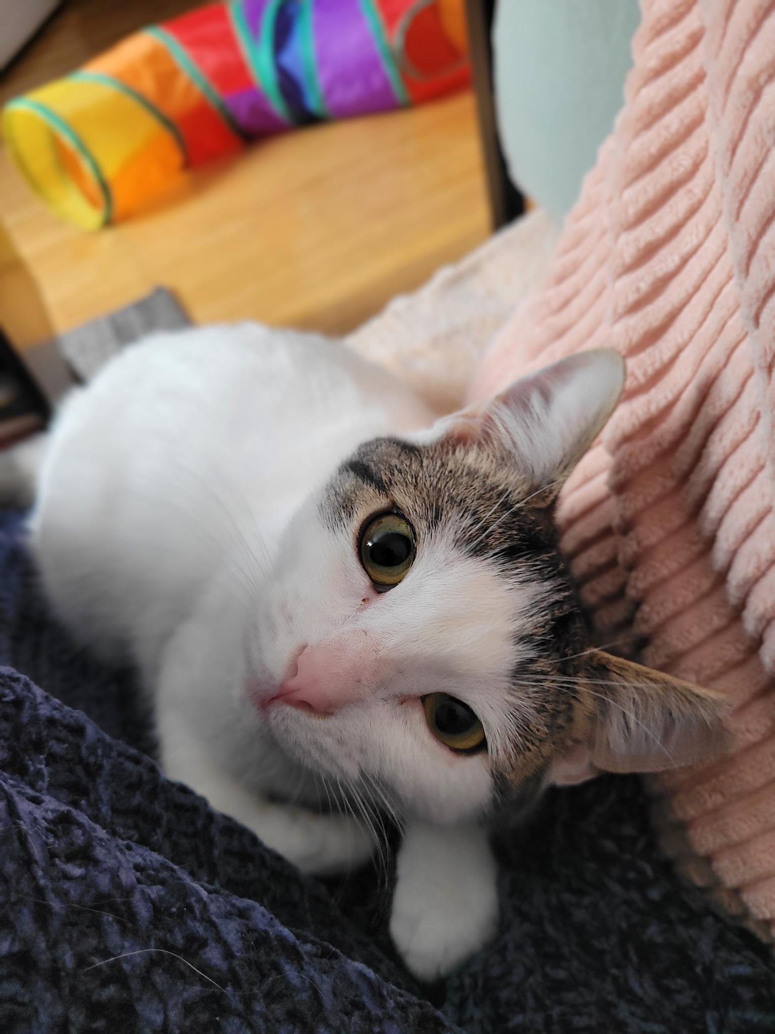 Snowball, adopted, Kitten Female Domestic Short Hair.