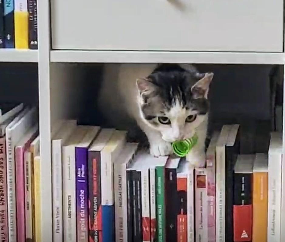 Enlarge Snowball, an adopted Domestic Short Hair in Montreal, QC image 5/6