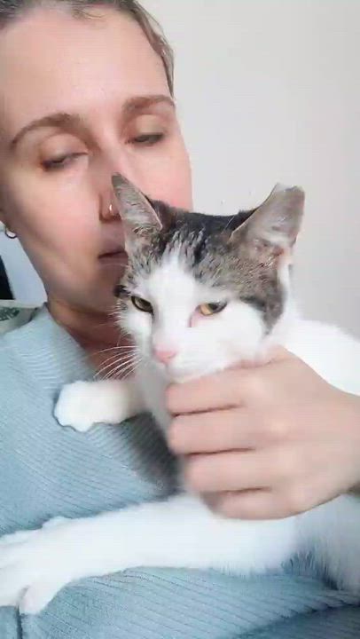 Enlarge Snowball, an adopted Domestic Short Hair in Montreal, QC video 2/6