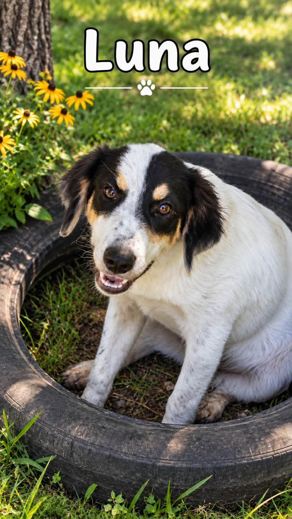 Enlarge Luna, a Adoptable Mixed Breed in Rock Hill, NY image 1/1