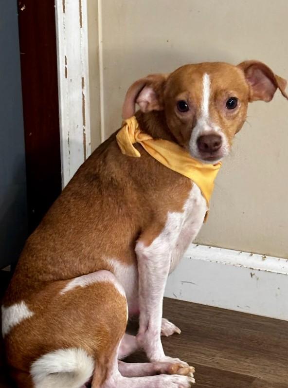 Enlarge Henry, a ADOPTABLE Mixed Breed in Joppa, AL image 4/4