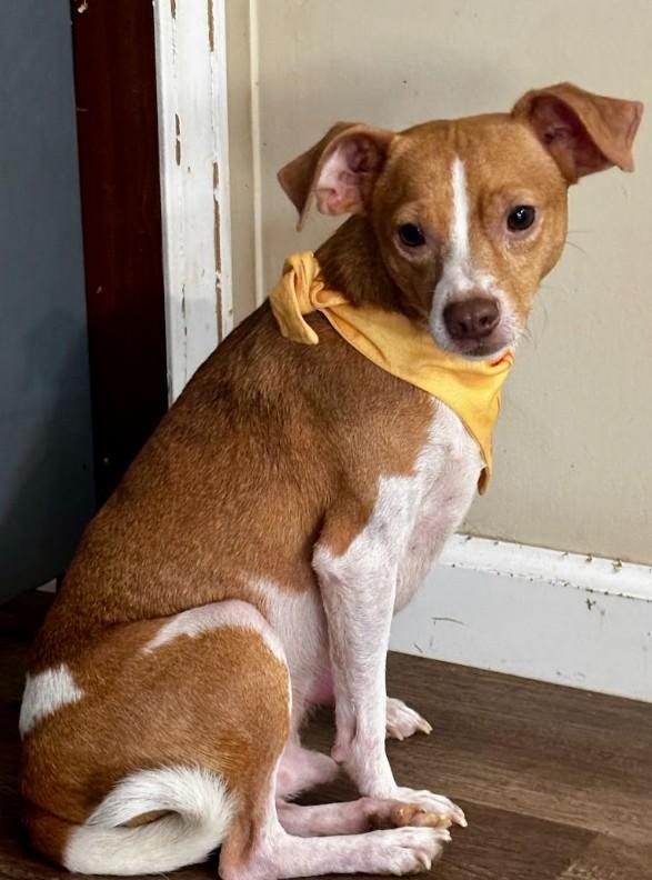 Enlarge Henry, a ADOPTABLE Mixed Breed in Joppa, AL image 1/4