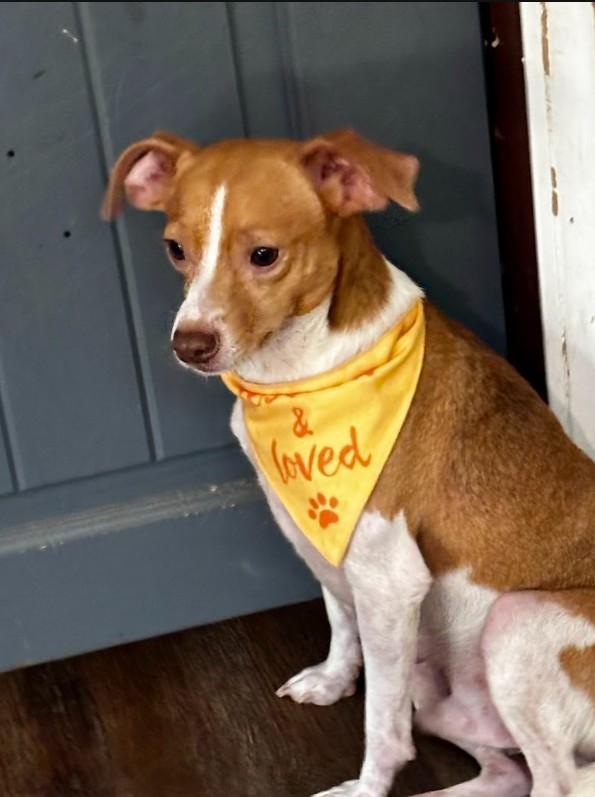 Enlarge Henry, a ADOPTABLE Mixed Breed in Joppa, AL image 3/4