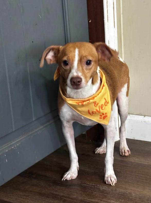 Enlarge Henry, a ADOPTABLE Mixed Breed in Joppa, AL image 2/4
