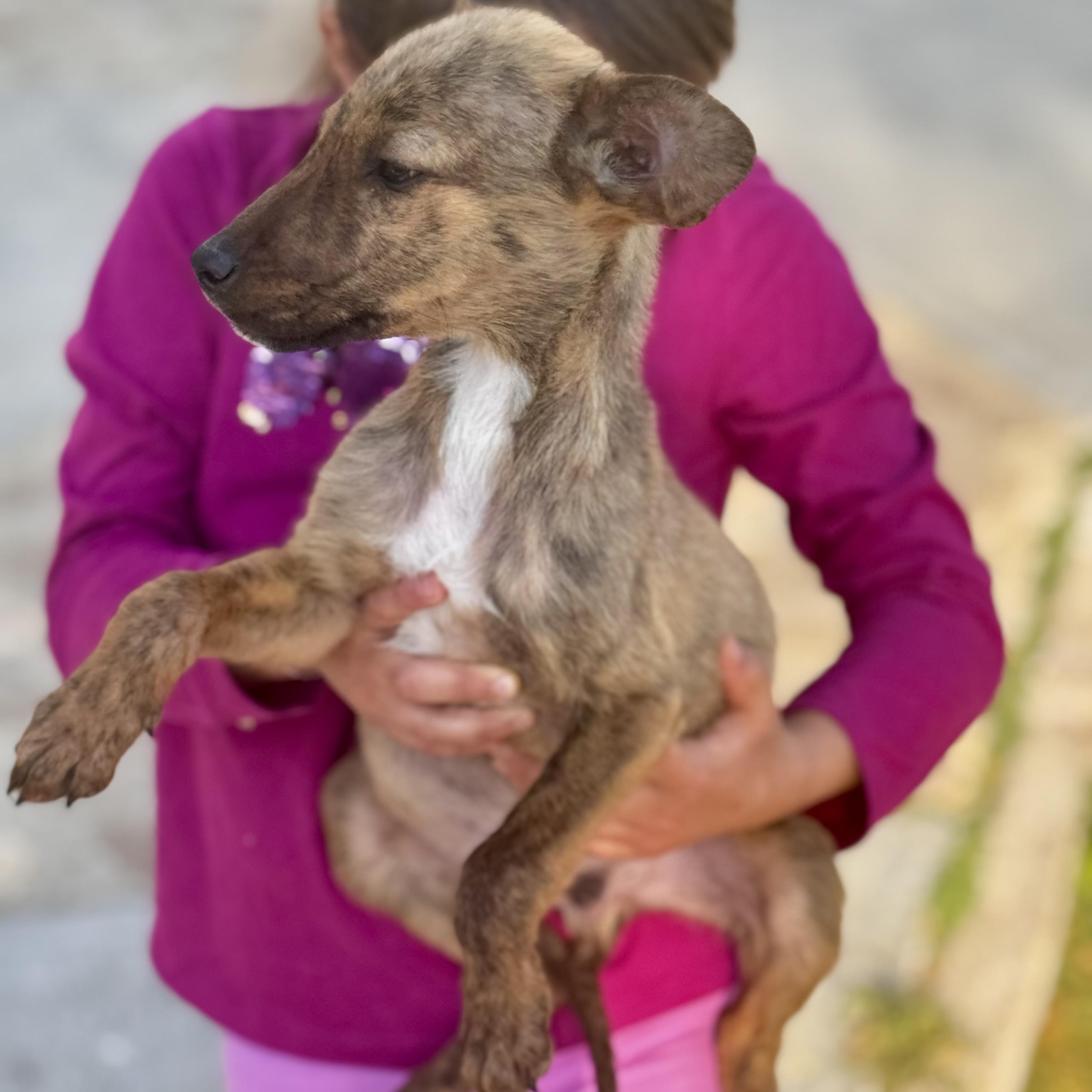 Sebastian — thumbnail 6