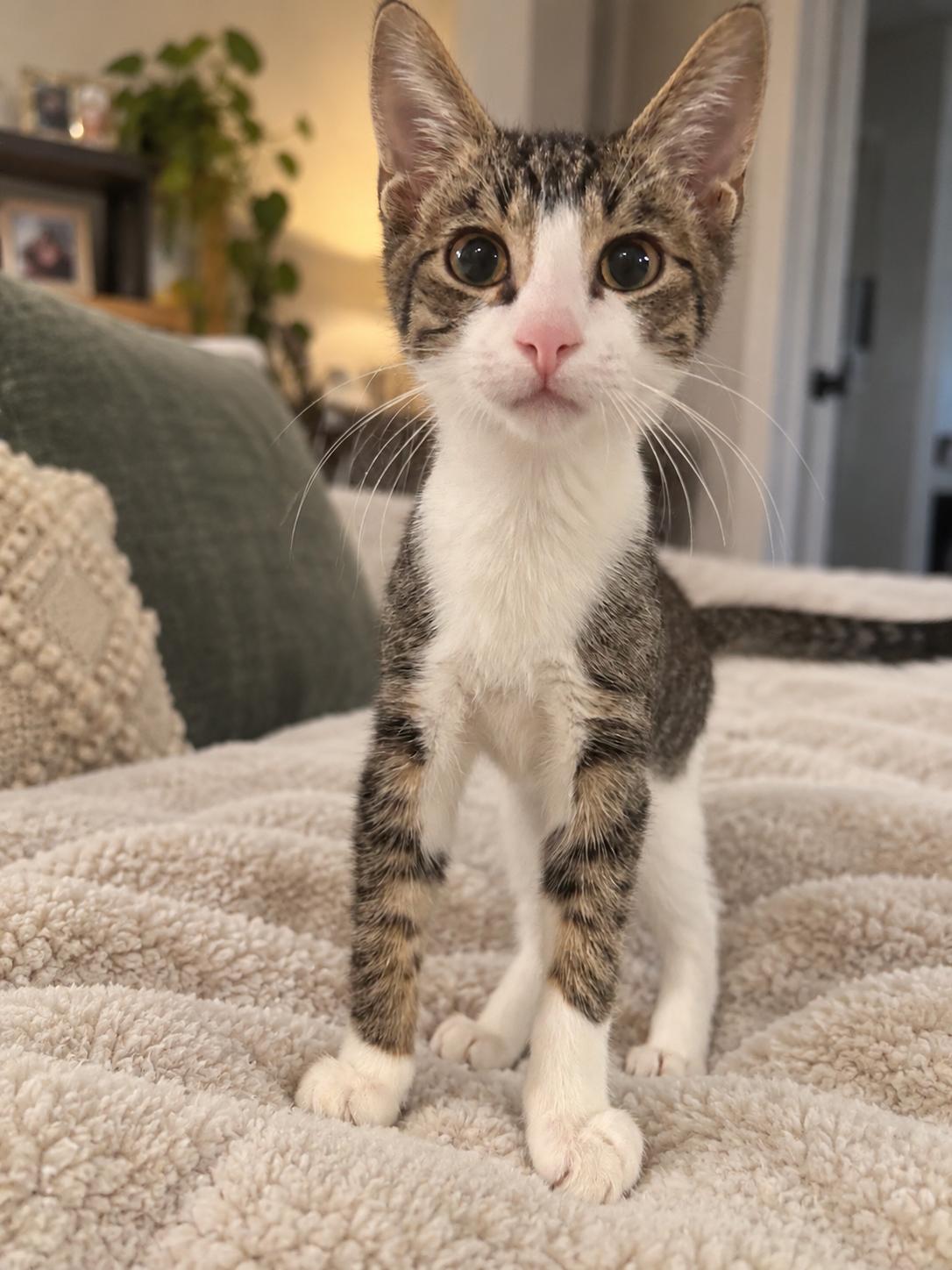 Enlarge Zan, a Adoptable Domestic Short Hair in Tulsa, OK image 3/4