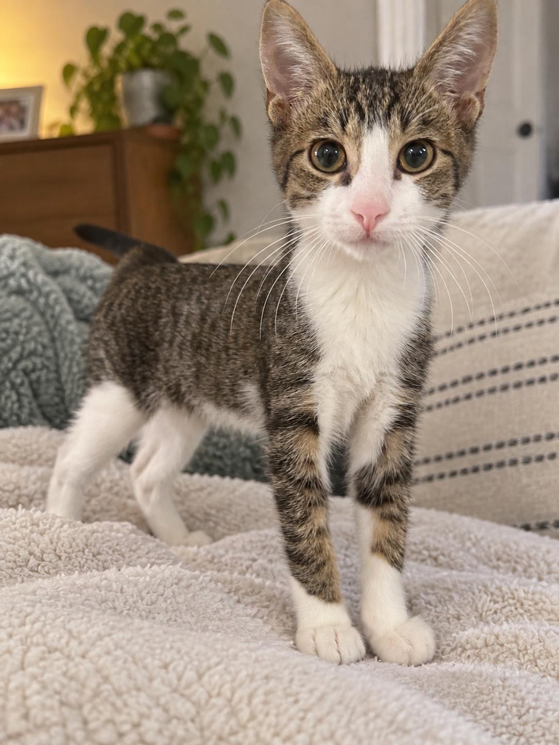 Enlarge Zan, a Adoptable Domestic Short Hair in Tulsa, OK image 4/4
