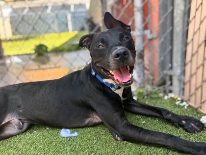 Caleb, Adoptable, Young Male Pit Bull Terrier & Mixed Breed.