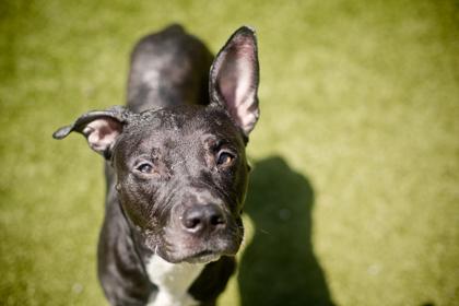 Enlarge Caleb, a Adoptable mixed breed in Gainesville, FL image 2/2