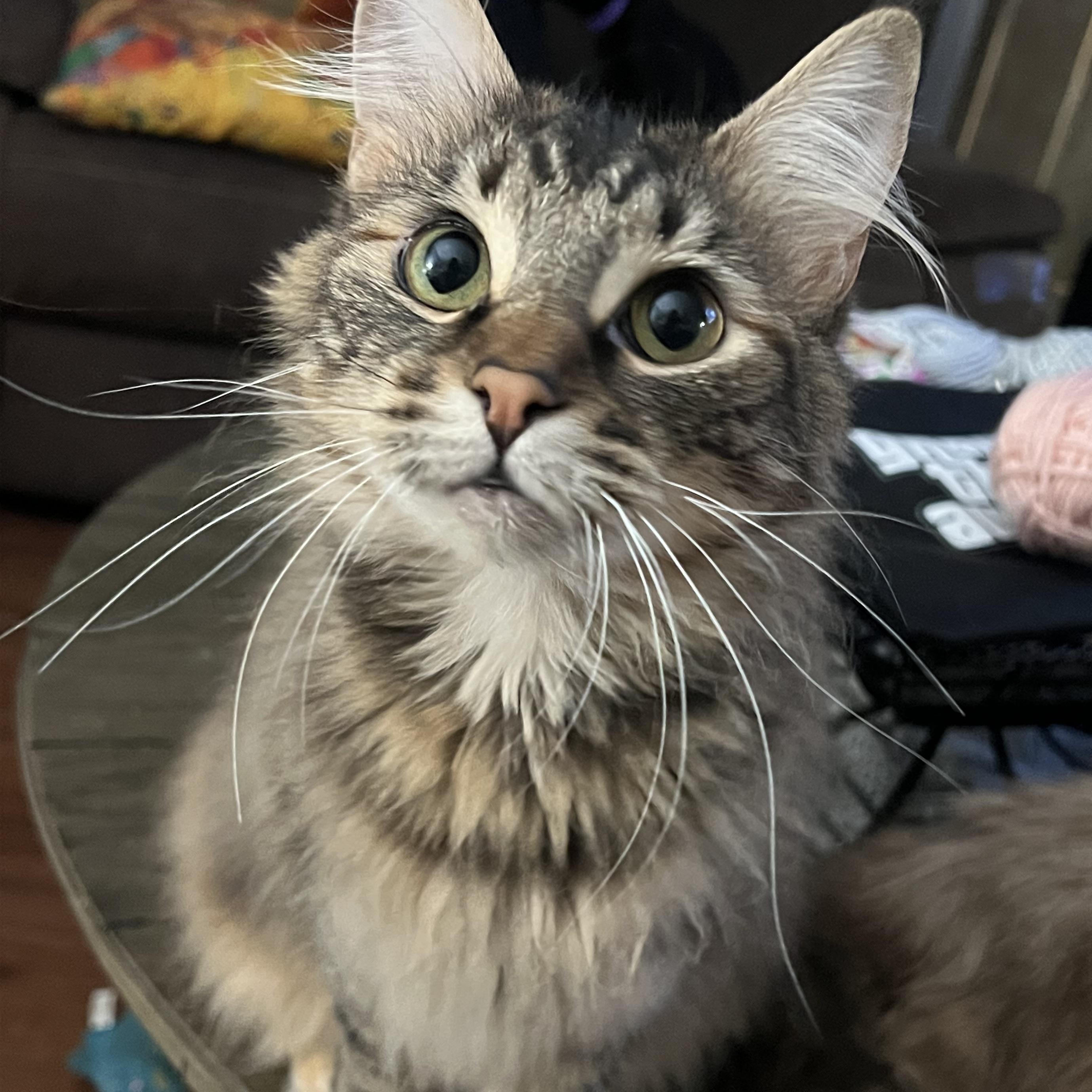 Freya, Adult Female Domestic Medium Hair