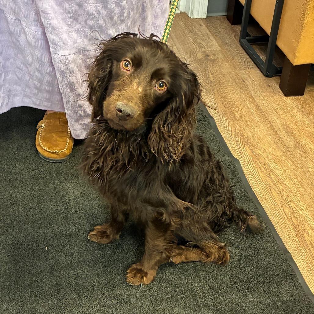 Roscoe, Adoptable, Senior Male Spaniel & American Water Spaniel.