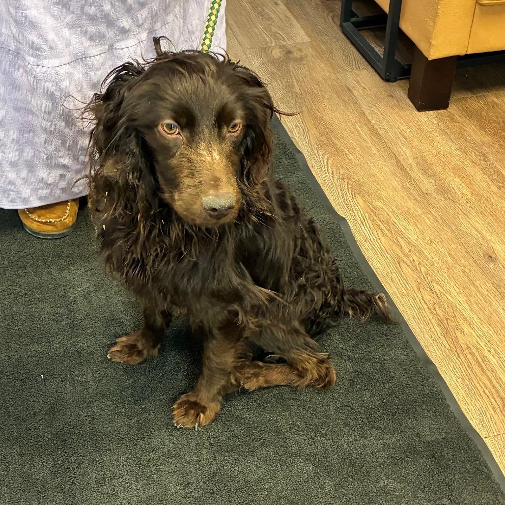 Roscoe, a Adoptable mixed breed in Morganfield, KY image 2/4