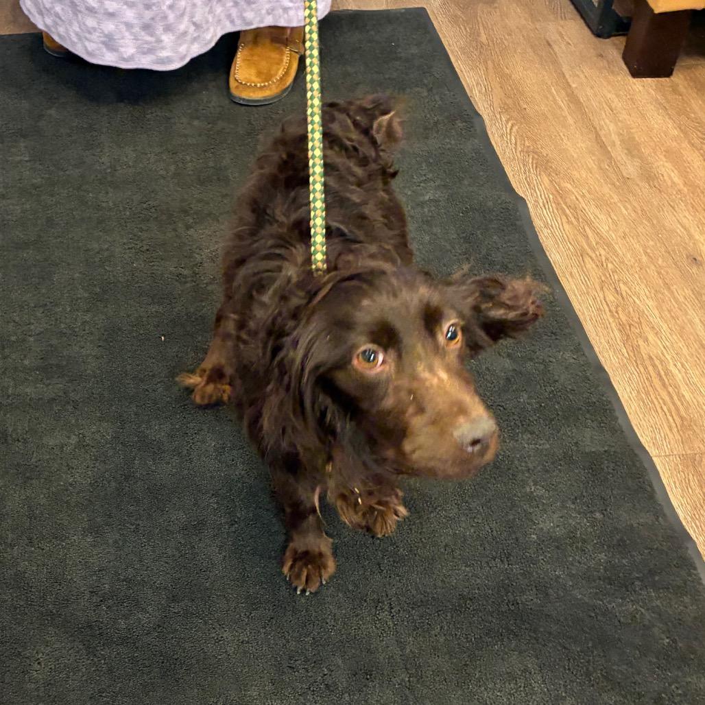 Roscoe, a Adoptable mixed breed in Morganfield, KY image 3/4