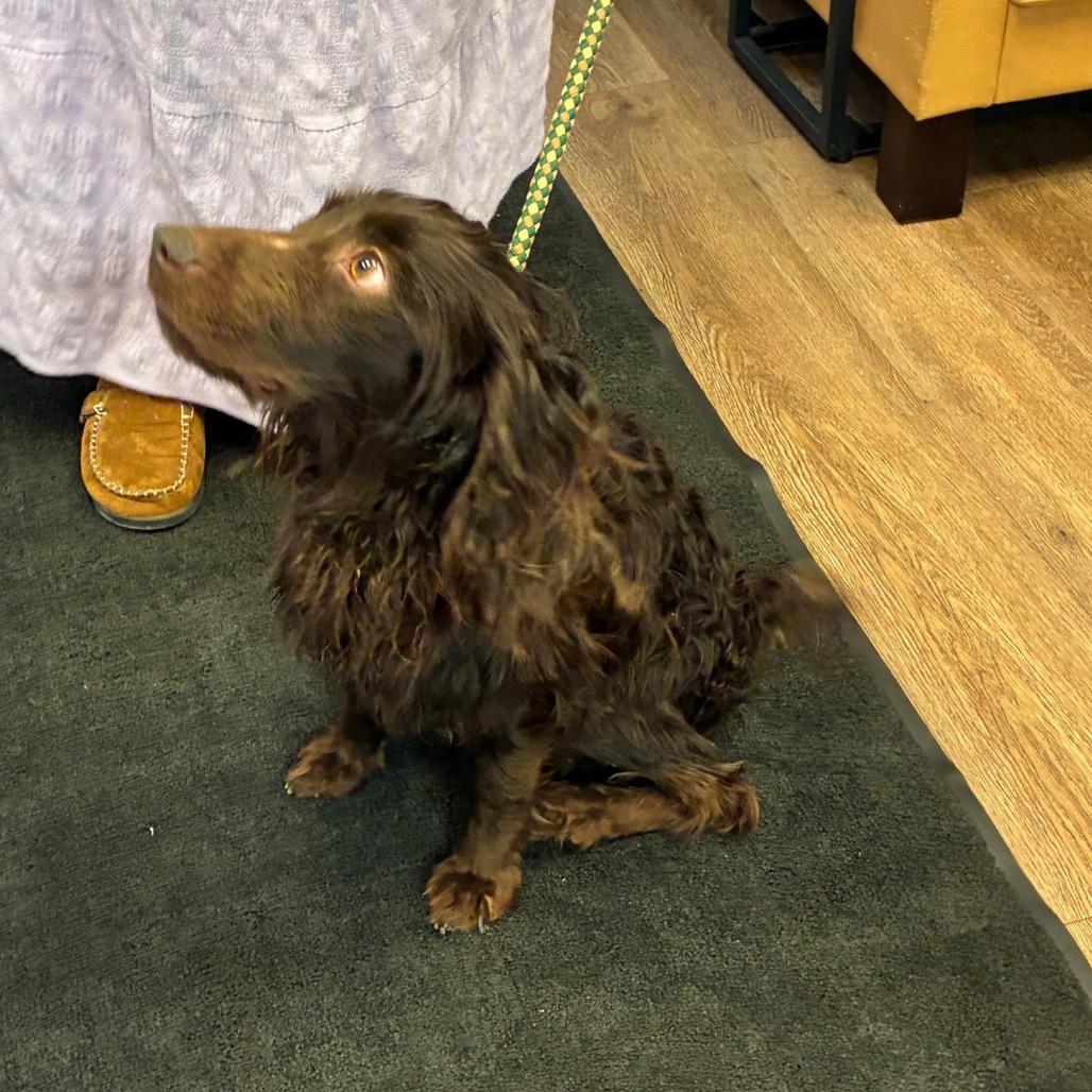 Roscoe, a Adoptable mixed breed in Morganfield, KY image 4/4