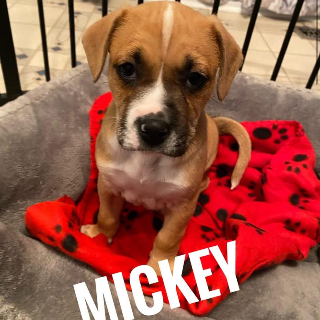 Enlarge Mickey, a Adoptable Mixed Breed in Rockville, MD image 1/1