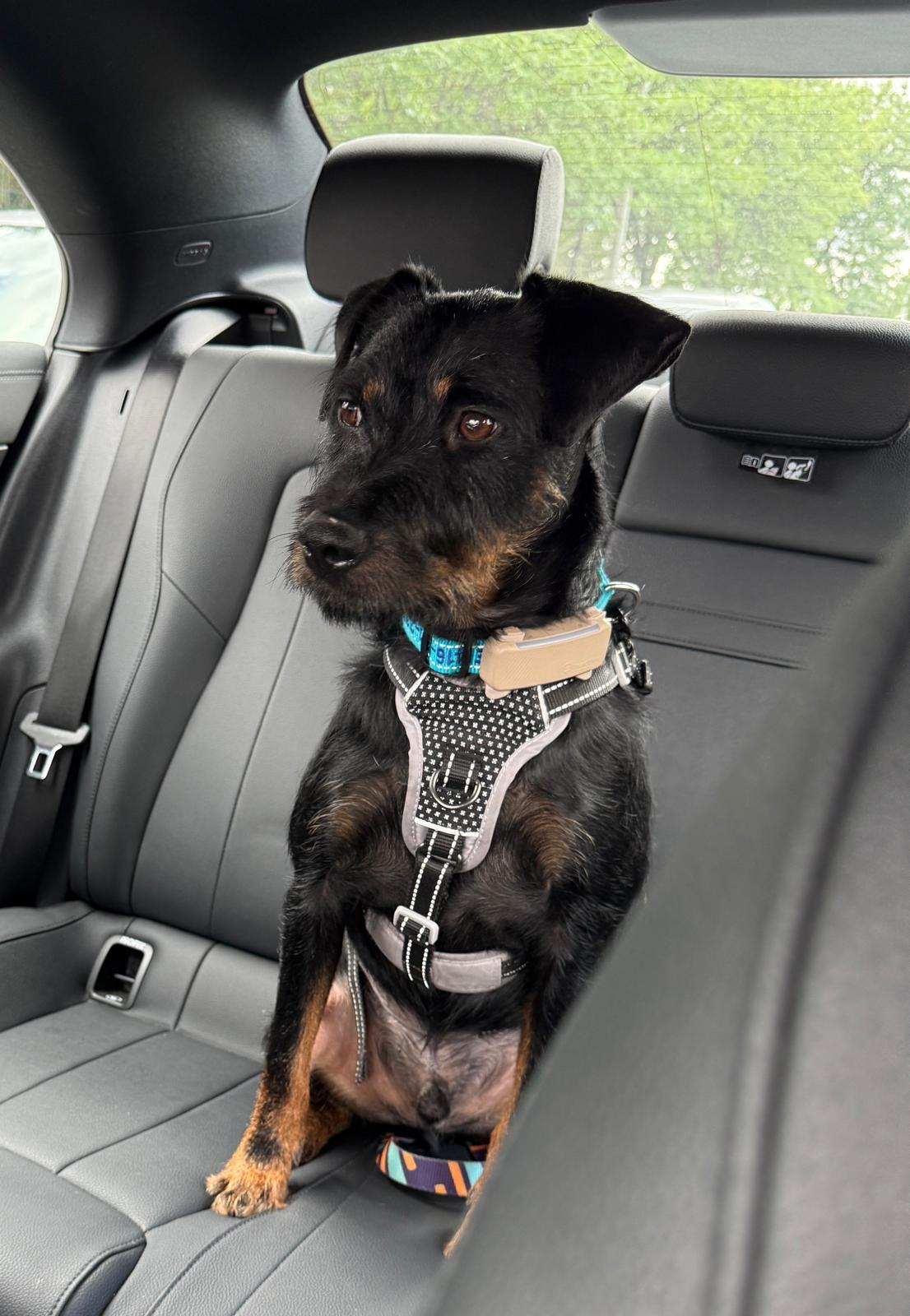 Tyson, a Adoptable Mixed Breed in Markham, ON image 2/5