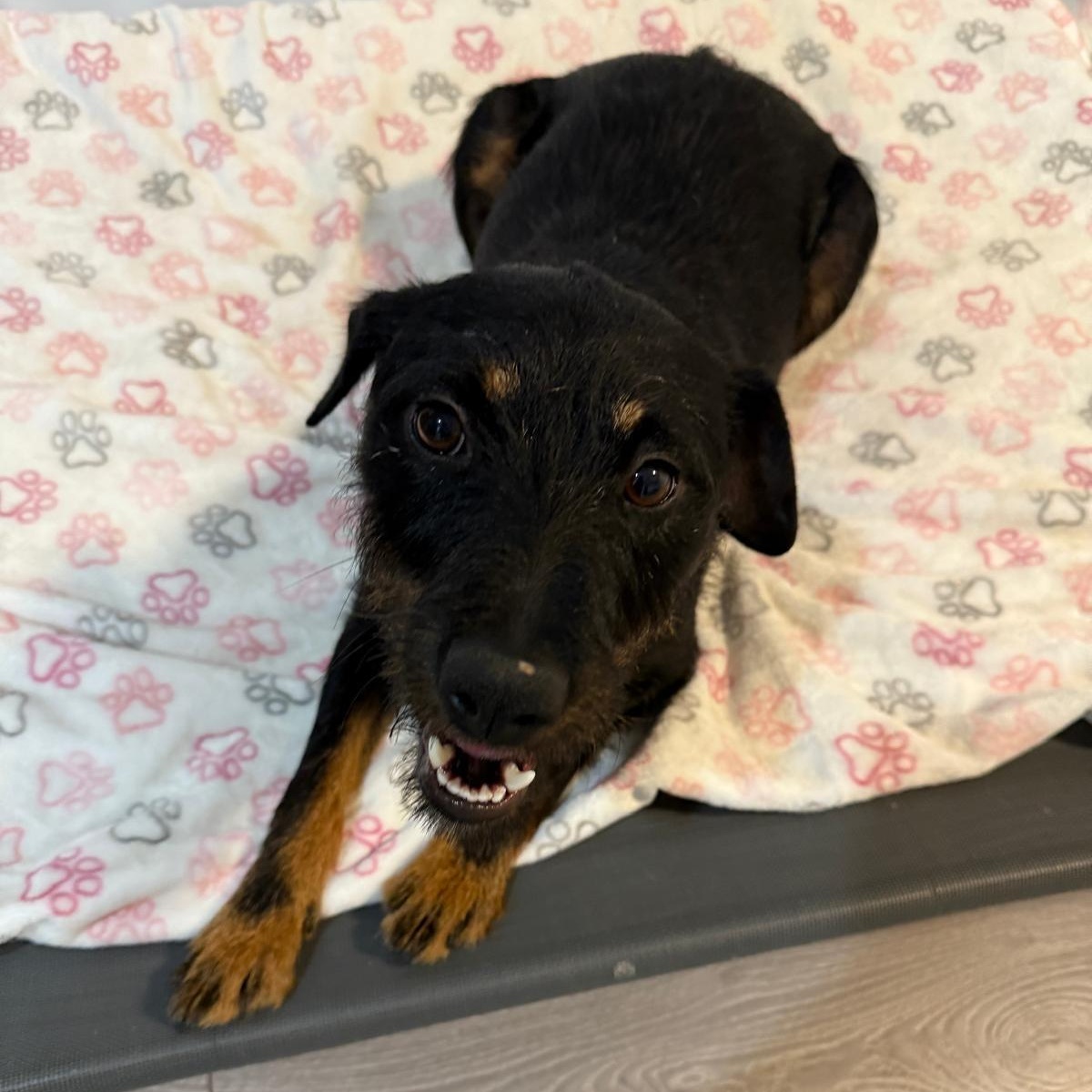 Tyson, a Adoptable Mixed Breed in Markham, ON image 3/5