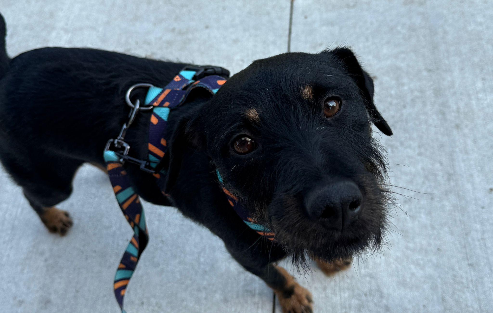 Tyson, Young Male Mixed Breed