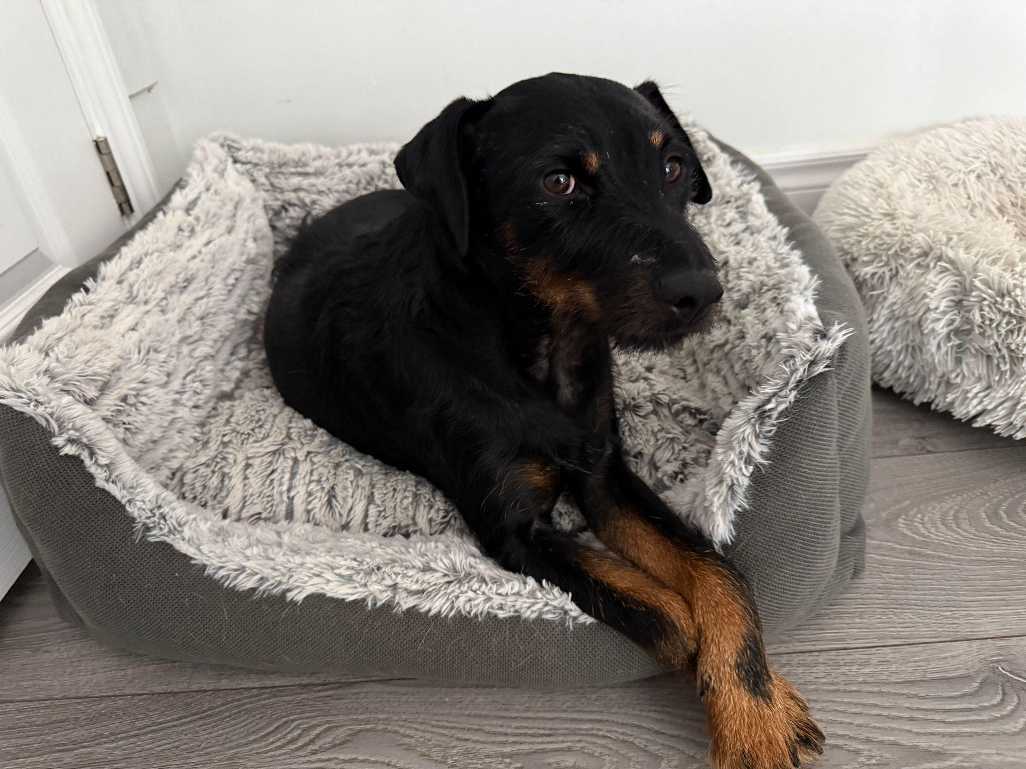 Tyson, Adoptable, Young Male Mixed Breed.