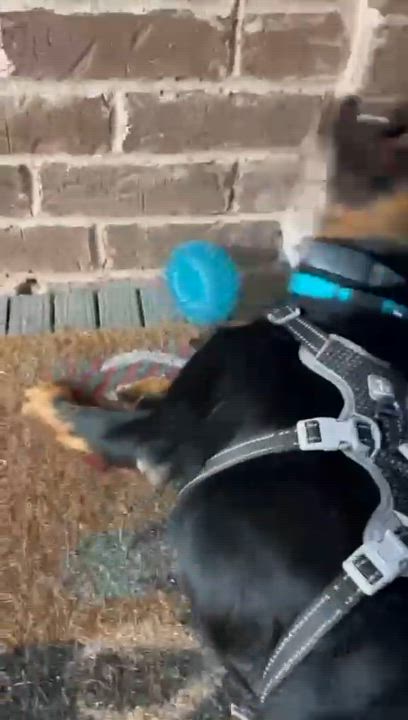 Enlarge Tyson, a Adoptable Mixed Breed in Markham, ON video 5/5