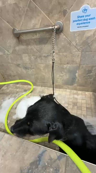 Enlarge Tyson, a Adoptable Mixed Breed in Markham, ON video 4/5