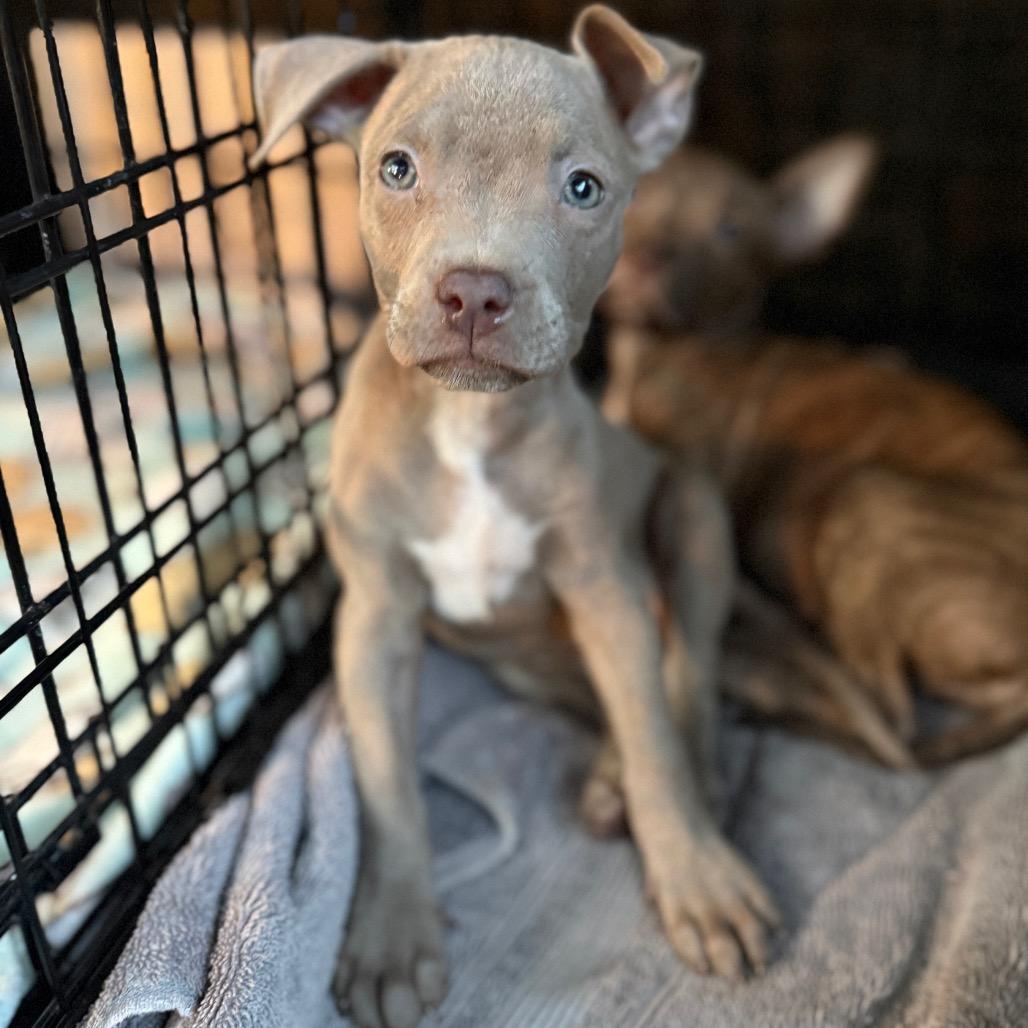 Tortellini, Adoptable, Puppy Female American Staffordshire Terrier & Pit Bull Terrier.